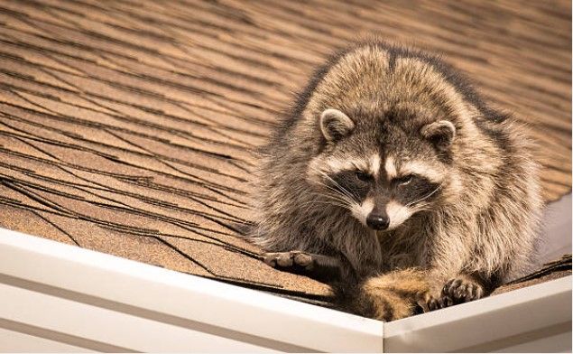 Roof inspection for pest damage